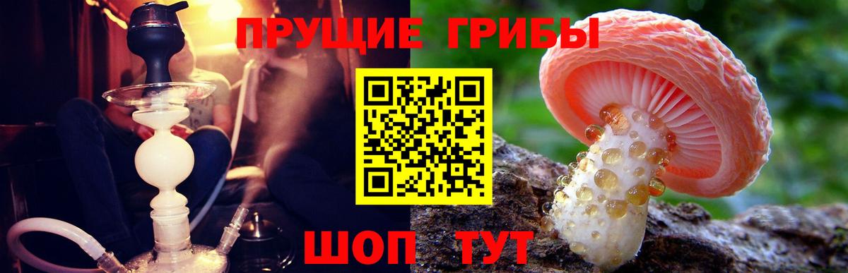Псилоцибиновые грибы Psilocybine cubensis Семёнов